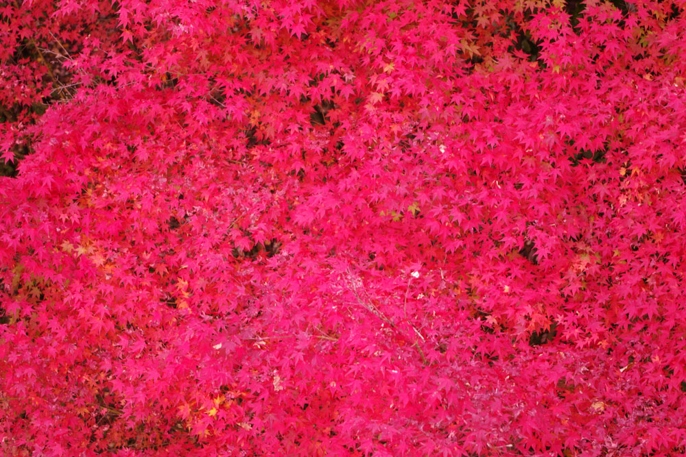 2009紅葉赤色.jpg