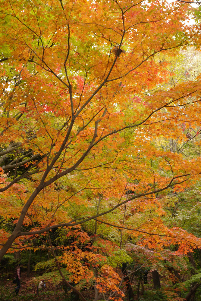 2009紅葉黄色.jpg